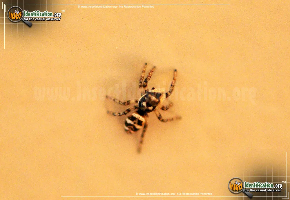 Salticus scenicus - photo 3