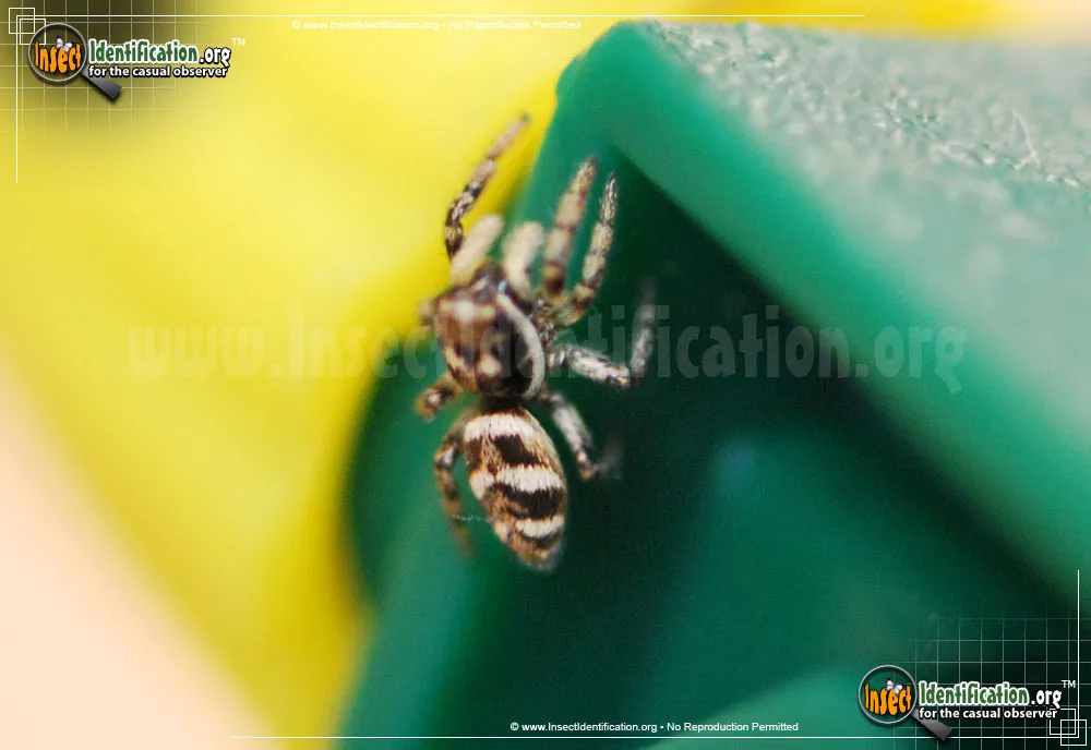 Salticus scenicus - photo 5