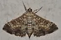 Stained-glass Moth - Hodges#5150 - photo 2
