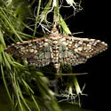 Stained-glass Moth - Hodges#5150 - photo 3