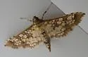 Stained-glass Moth - Hodges#5150 - photo 4