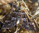 Samea druchachalis - Hodges#5152.1