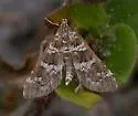 Samea druchachalis - Hodges#5152.1 - photo 2