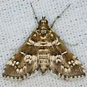 Samea druchachalis - Hodges#5152.1 - photo 3