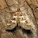Samea druchachalis - Hodges#5152.1 - photo 4