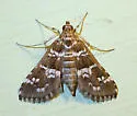 Samea druchachalis - Hodges#5152.1 - photo 5