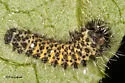Ailanthus Silkmoth - Hodges#7759