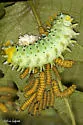 Ailanthus Silkmoth - Hodges#7759 - photo 2