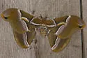 Ailanthus Silkmoth - Hodges#7759 - photo 3