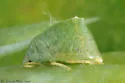 Sanbornia juniperi