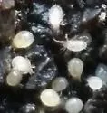 Sancassania anomala