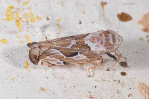 Sanctanus fasciatus