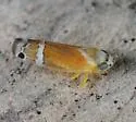 Sanctanus orbiculatus