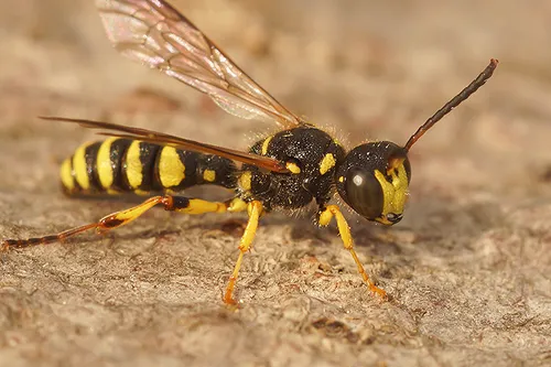 Sand Tailed Digger Wasp