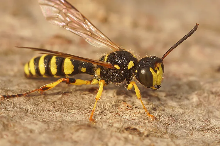 Sand Tailed Digger Wasp - photo 2