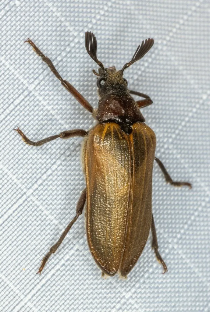 Sandalus californicus - photo 2