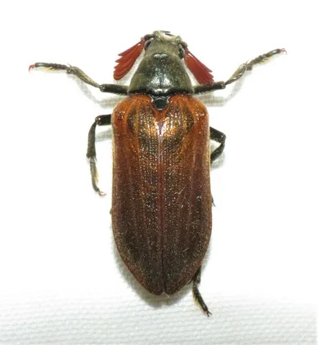 Cedar Beetle - photo 2