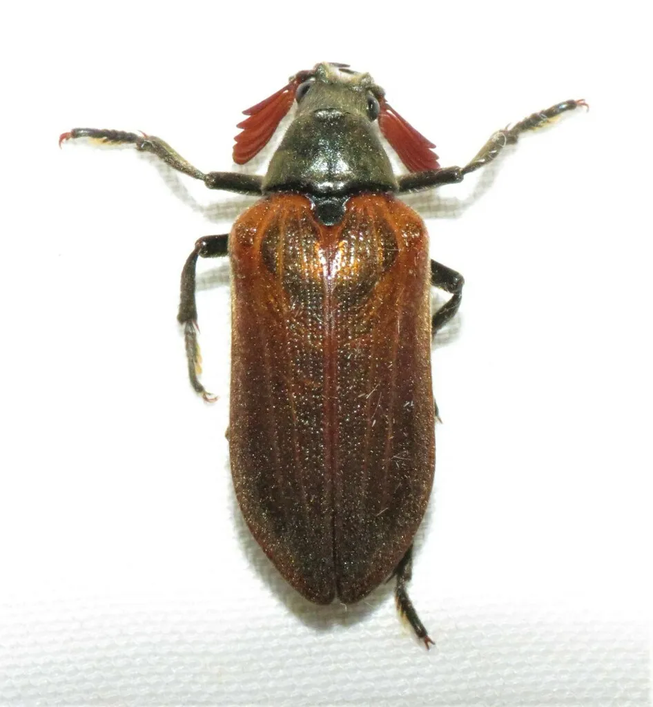Cedar Beetle - photo 3