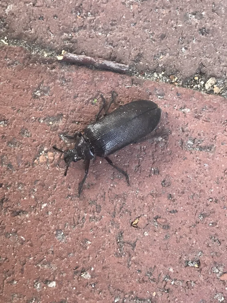 Sandalus petrophya - photo 2