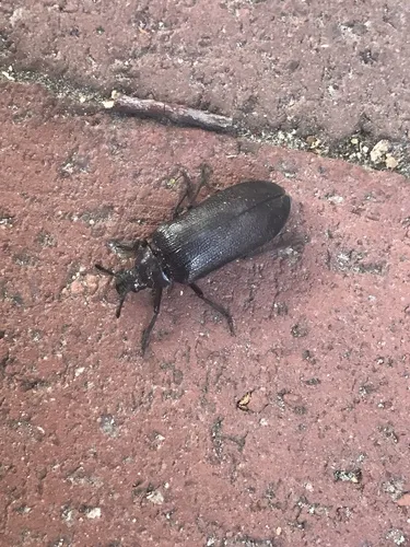 Sandalus petrophya - photo 3