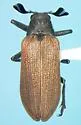 Sandalus porosus