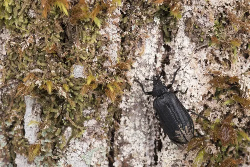 Sandalus sauteri