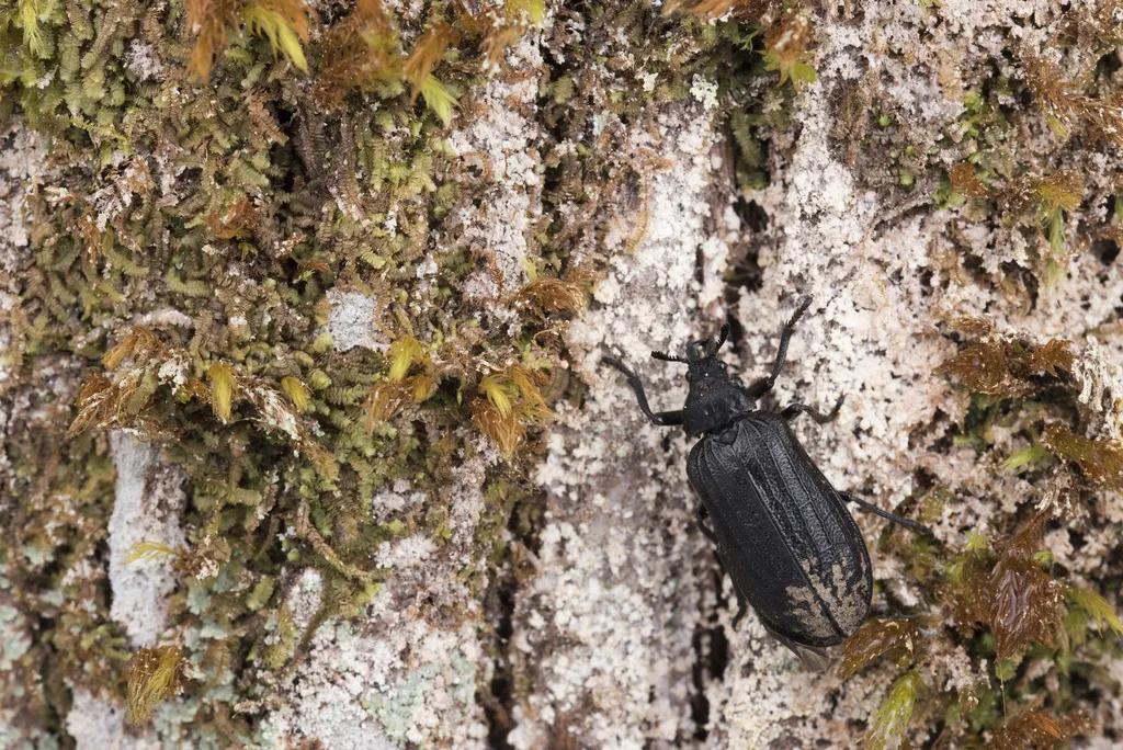 Sandalus sauteri - photo 2