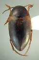 Sanfilippodytes brumalis