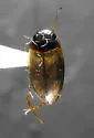 Sanfilippodytes compertus - Sanfilippodytes compertus