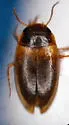 Sanfilippodytes compertus - photo 2