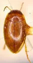 Sanfilippodytes edwardsi