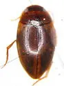 Sanfilippodytes latebrosus