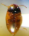 Sanfilippodytes pacificus