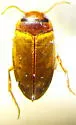 Sanfilippodytes pseudovilis