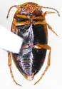 Sanfilippodytes terminalis