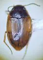 Sanfilippodytes terminalis - photo 4