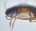Sanfilippodytes terminalis - photo 5