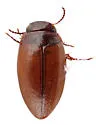 Sanfilippodytes veronicae