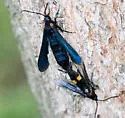 Persimmon Borer - Hodges#2590
