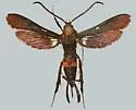 Persimmon Borer - Hodges#2590 - photo 2