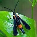 Persimmon Borer - Hodges#2590 - photo 4