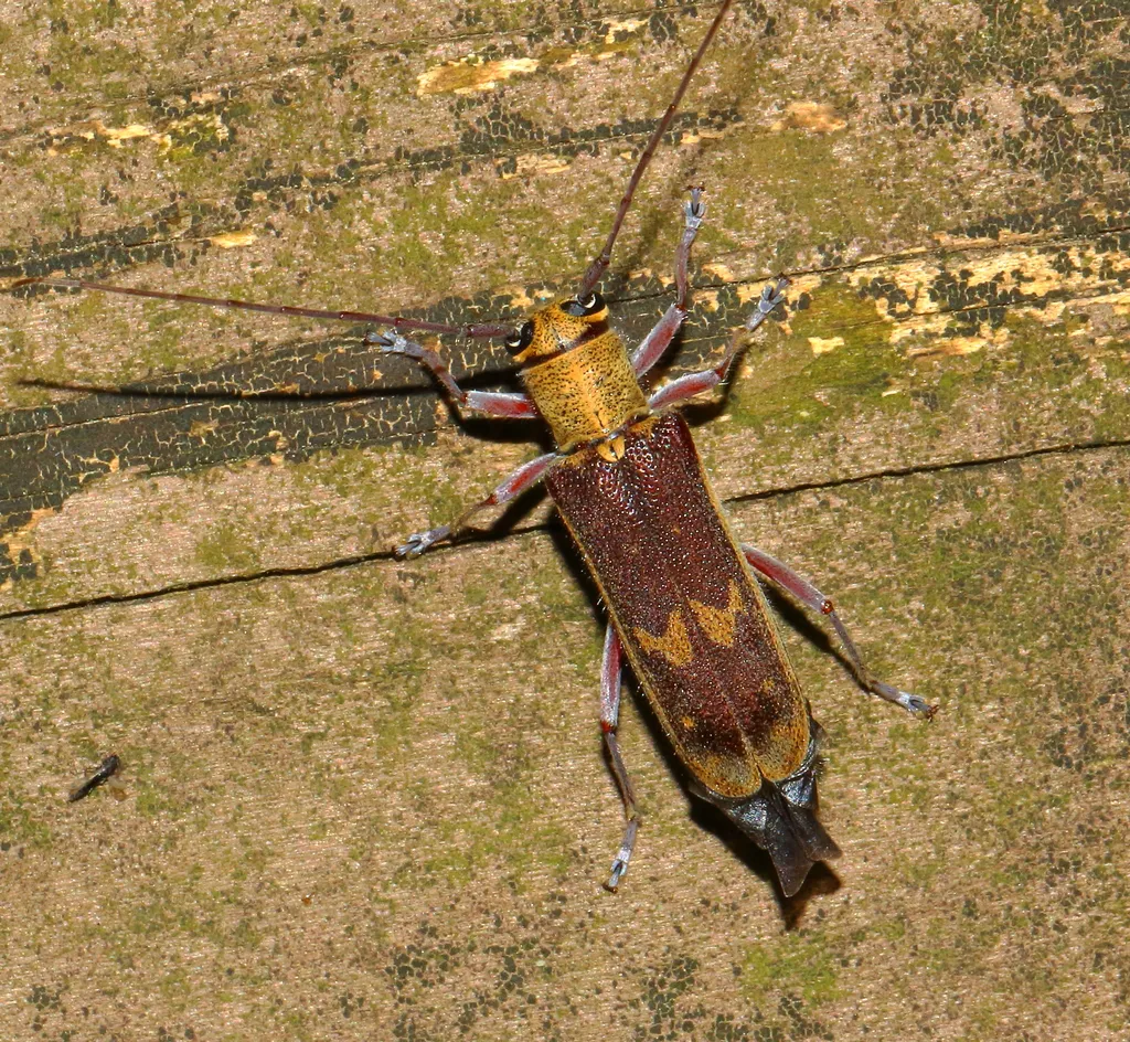 Hickory Saperda - photo 2