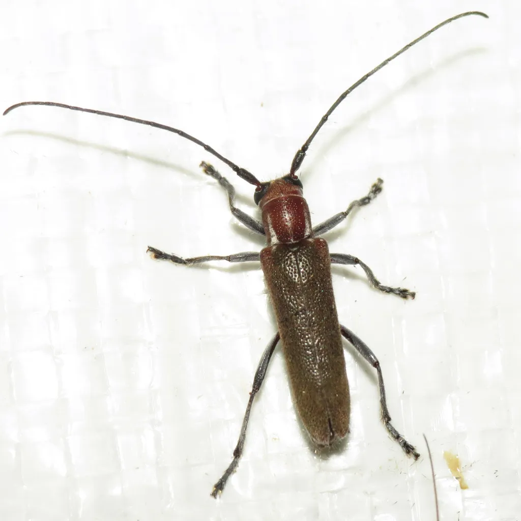 Saperda fayi - photo 2