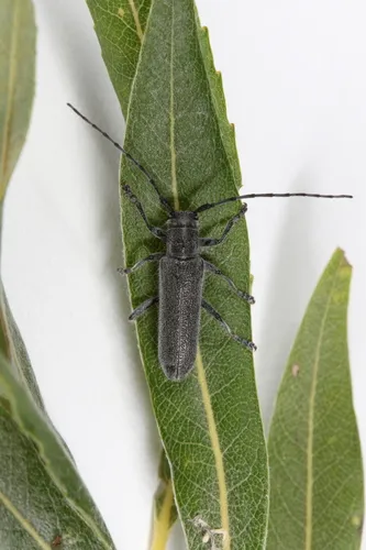 Saperda moesta - Saperda moesta