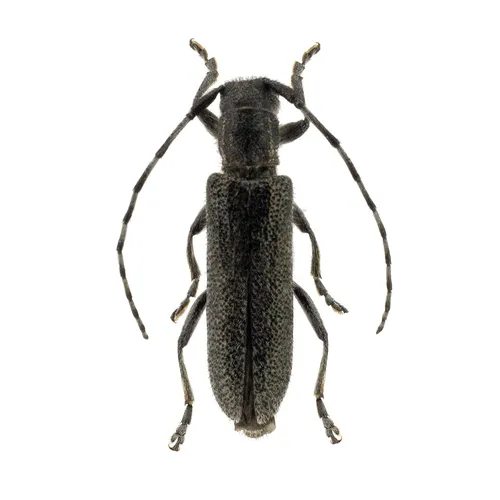 Saperda moesta - photo 2