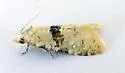 Saphenista bartellae - Hodges#3841.1