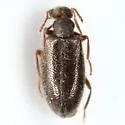Sapintus caudatus