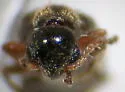 Sapintus fulvipes