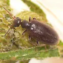 Sapintus fulvipes - photo 2
