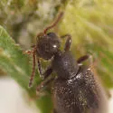 Sapintus fulvipes - photo 3